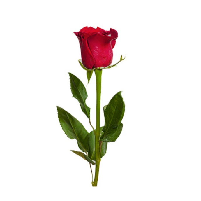 Single Rose